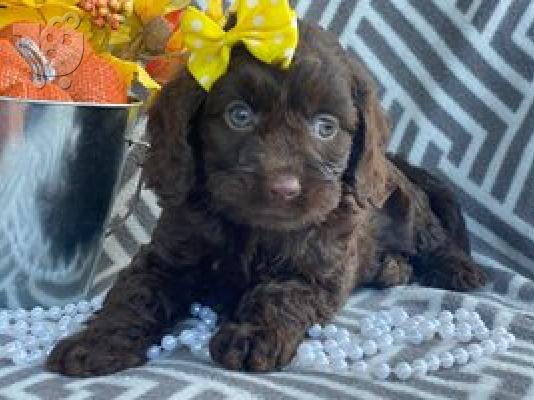 Cockapoo