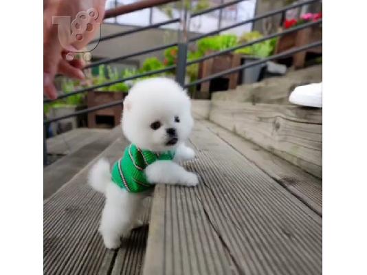 PoulaTo: Ποιοτικά Pure Pomeranian κουτάβια
