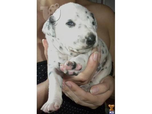Dalmatian