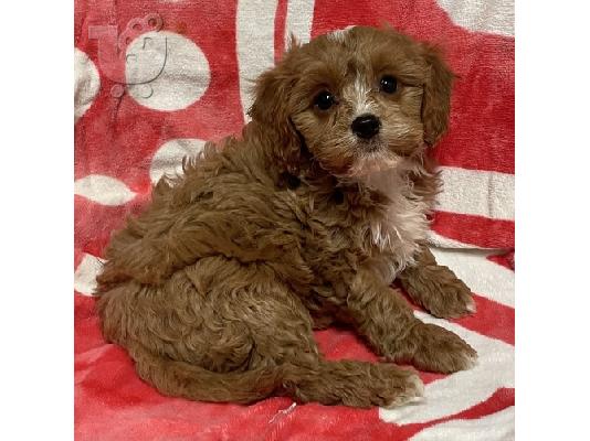 PoulaTo: cavapoo