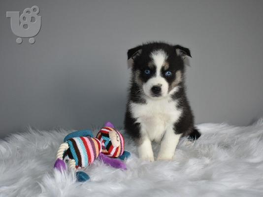 Εκπληκτικά Pomsky κουτάβια