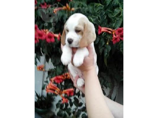 BEAGLE