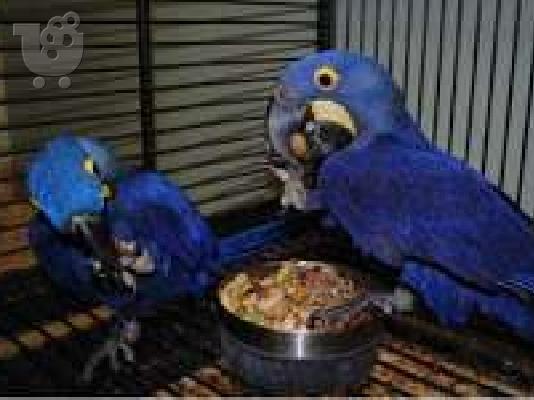 PoulaTo: Beautiful hyacinth macaw parrot