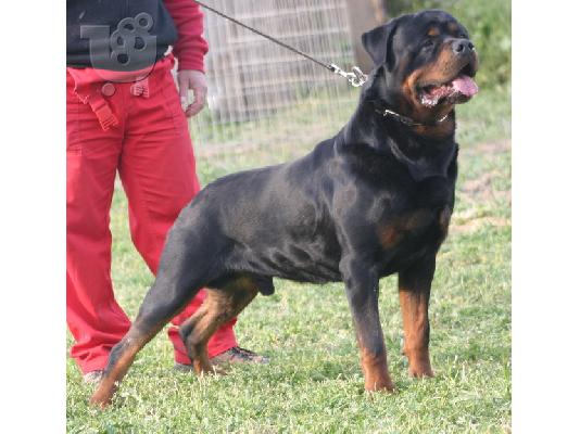 PoulaTo: ROTTWEILER KOYTABI