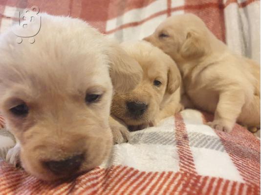 PoulaTo: Labrador Puppies