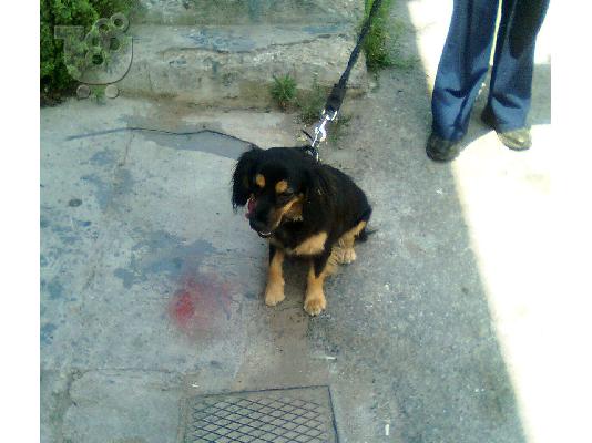 ΣΚΥΛΑΚΙ ΜΙΚΡΟΜΕΣΑΙΟΥ ΜΕΓΕΘΟΥΣ ΧΑΡΙΖΕΤΑΙ