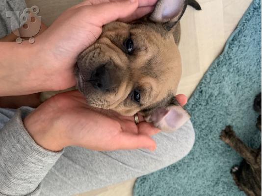 PoulaTo: Ενεργά κουτάβια pitbull+34634098453