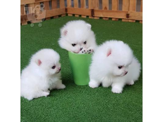PoulaTo: Pomeranian καθαροαιμα