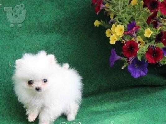 PoulaTo: Αρσενικά και θηλυκά Pomeranian κουτάβια