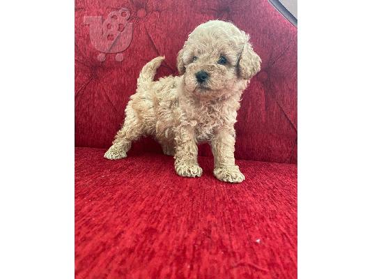 Κουτάβια Poodle