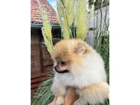 Pomeranian κουτάβια ανώτερης καταγωγής