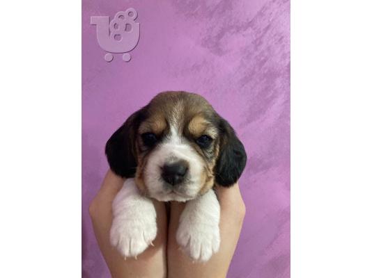 Κουτάβια Beagle προς πώληση