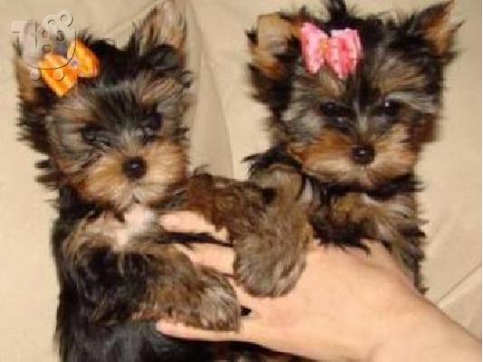 PoulaTo: Yorkshire terrier κουτάβια mini