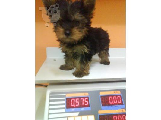 PoulaTo: YORKSHIRE TERRIER SUPER MINI