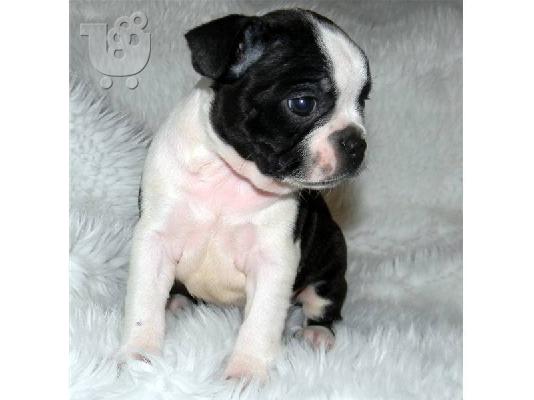 ΚΑΛΑΙΣΘΗΤΟ Boston Terrier κουτάβια για υιοθεσία