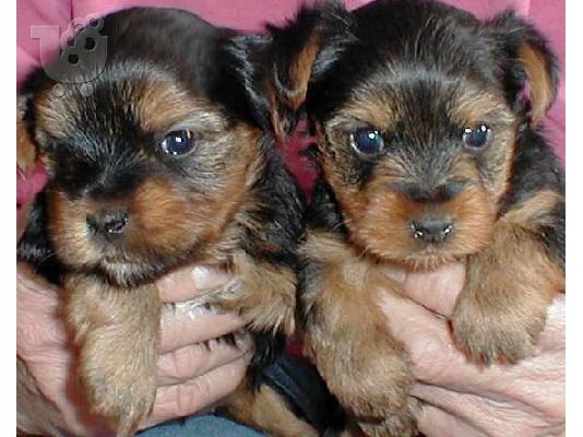 PoulaTo: τεριέ yorkie