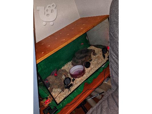 PoulaTo: Ball Python with everything included / βασιλικός πύθωνας με όλα