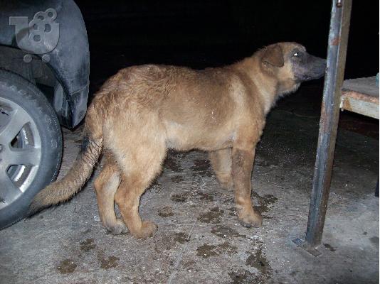 Χαρίζεται ημίαιμο αρσενικό τσοπανόσκυλο