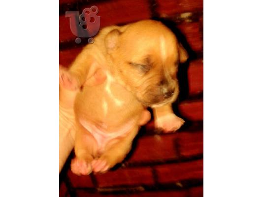 PoulaTo: pit bull