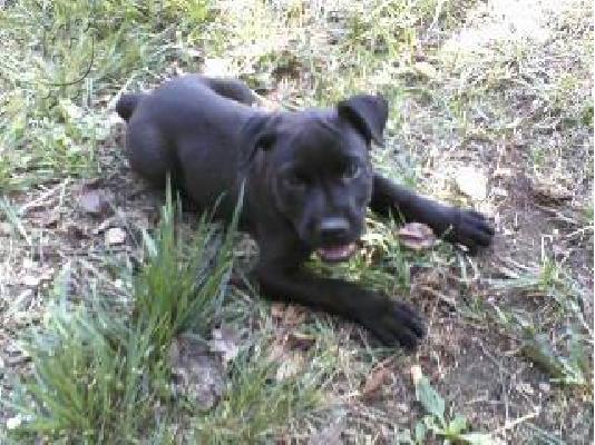ΠΩΛΟΥΝΤΑΙ ΚΑΘΑΡΟΑΙΜΑ ΚΟΥΤΑΒΙΑ PITBULL