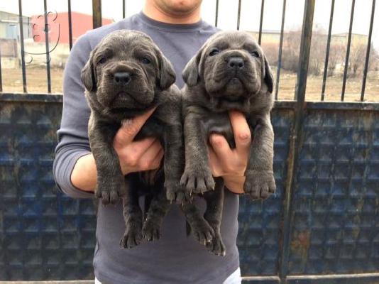 PoulaTo: Γνήσια μπλε κουτάβια Cane Corsa