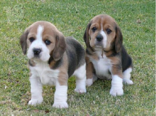 κουτάβια beagle