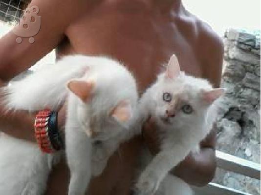 Teleia gatakia Ragdoll