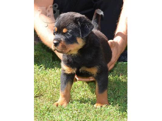 PoulaTo: πωλουνται καθαροαιμα κουταβια rottweiler