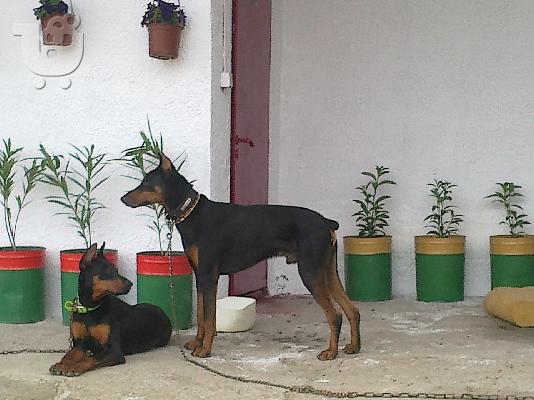 doberman