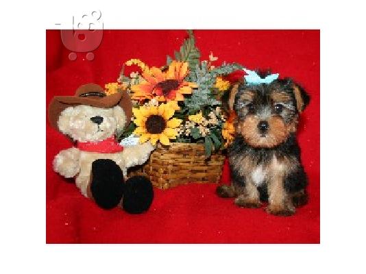 PoulaTo: Yorkshire Terrier Super Mini, Eλευσινα