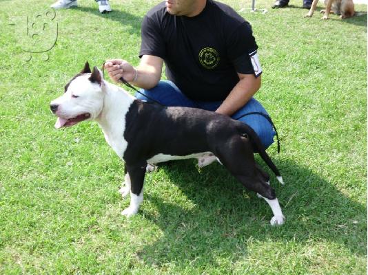 PoulaTo: American Stafford Πρωταθλητης Πωλειται