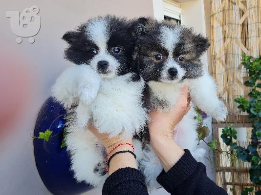 PoulaTo: Spitz mini tricolor