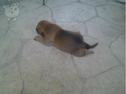 ΘΥΛΗΚΟ BOXER