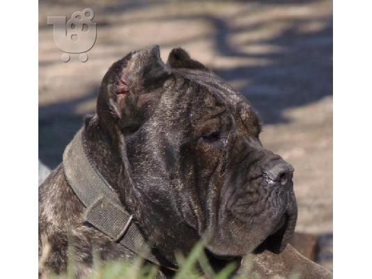 cane corso puppies for sale
