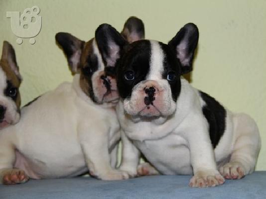 PoulaTo: French bulldog καθαρόαιμα κουτάβια 200