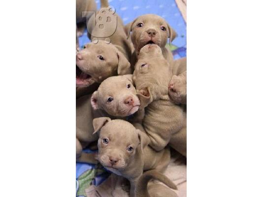 Κουτάβια Pit Bull