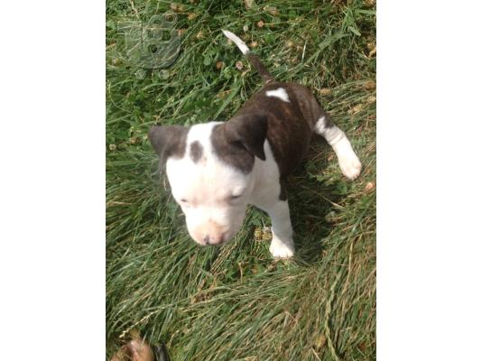 pit bull