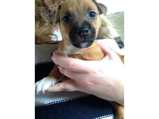Νεαρά κουτάβια Jack Russell Terrier Έτοιμα να φύγουν
