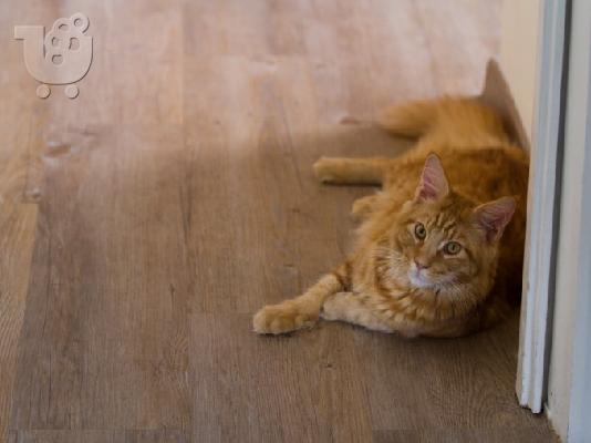 PoulaTo: Ψάχνουμε Maine Coon νυφούλα
