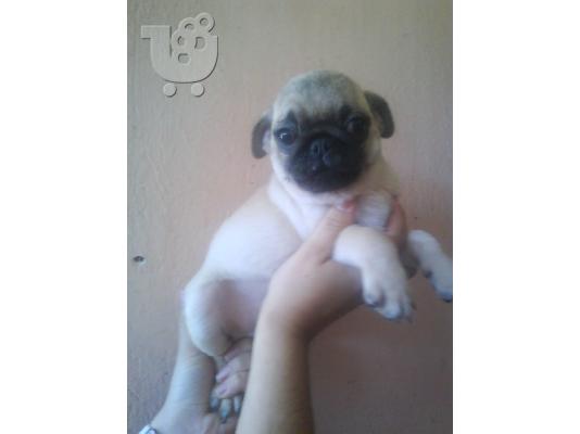 PUG Παγκ