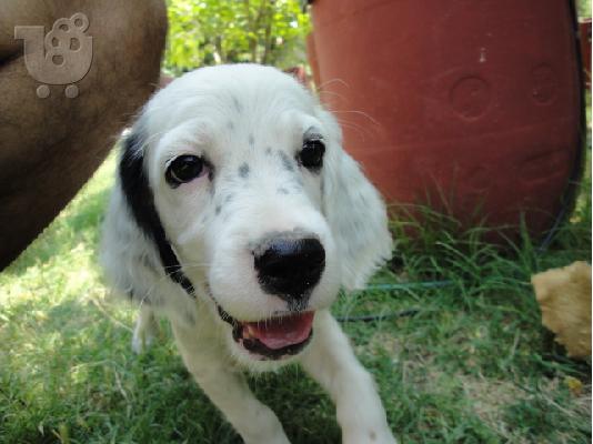 setter koutabia
