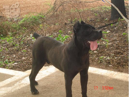 cane corso