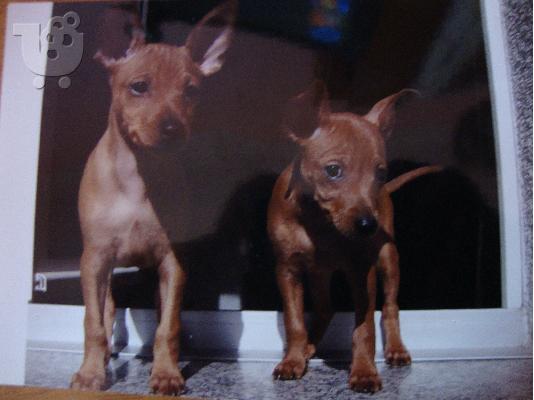 2 μικροσκοπικά Pinscher
