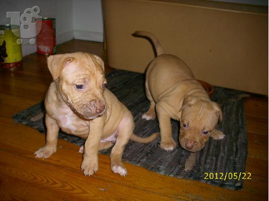 PoulaTo: ΚΟΥΤΑΒΙΑ PITBULL TERRIER