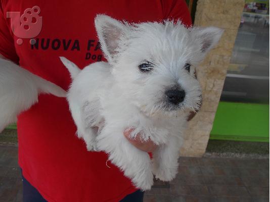 PoulaTo: west  highland  terrie