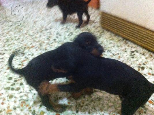 doberman 35 hmerwn