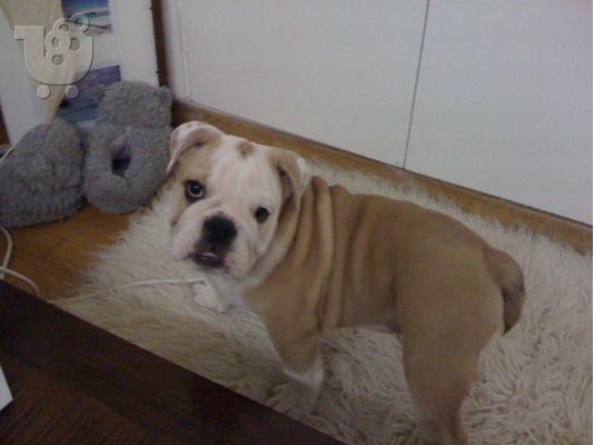 ENGLISH BULLDOG