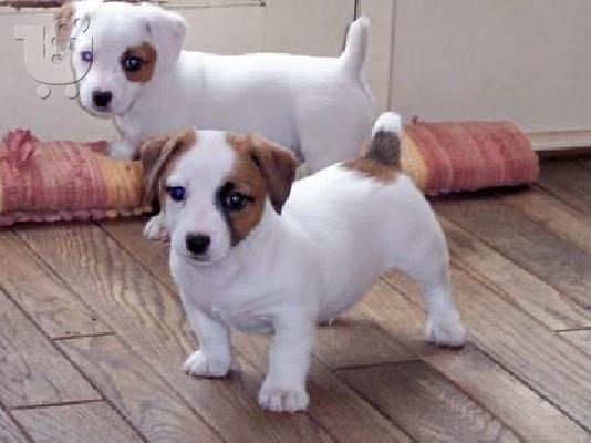 Jack Russell κουτάβια
