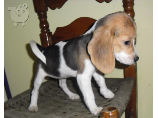 Beagle