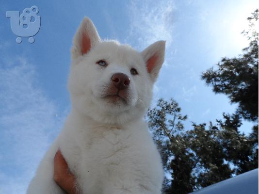 PoulaTo: Husky White - δωρα για το ΠΑΣΧΑ